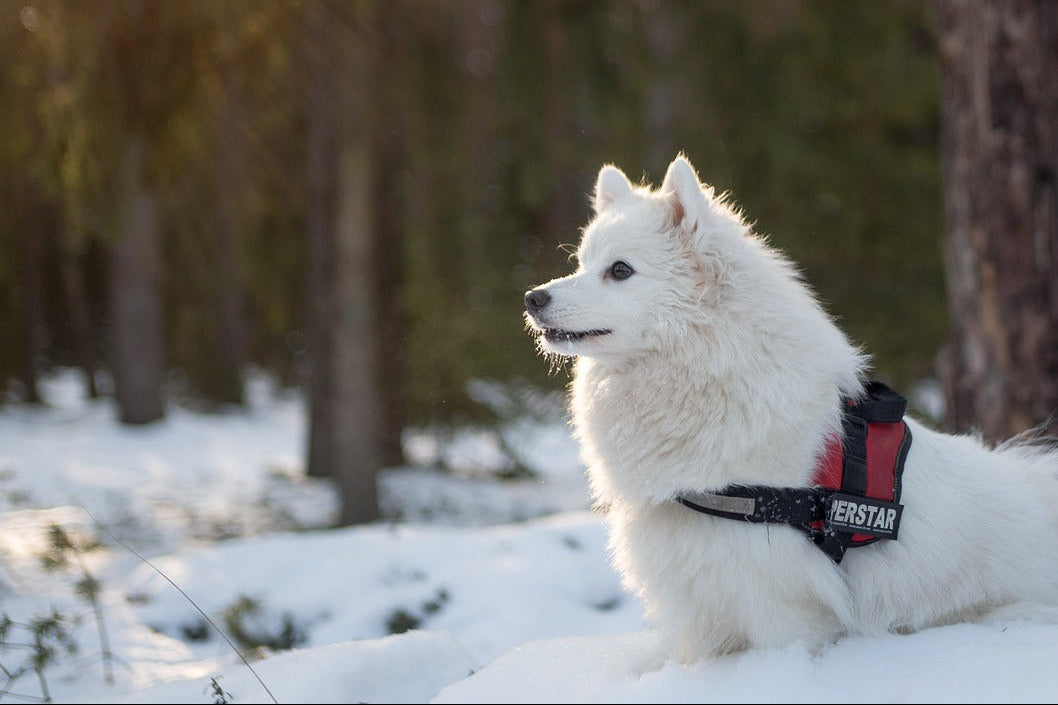 White dog wearing a harness in a snowy forest