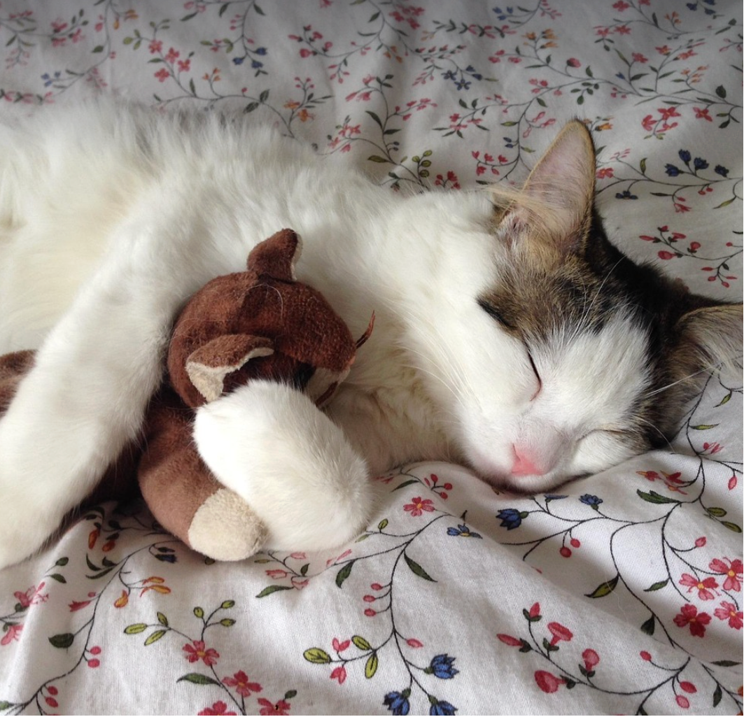 cute cat and toy sleeping